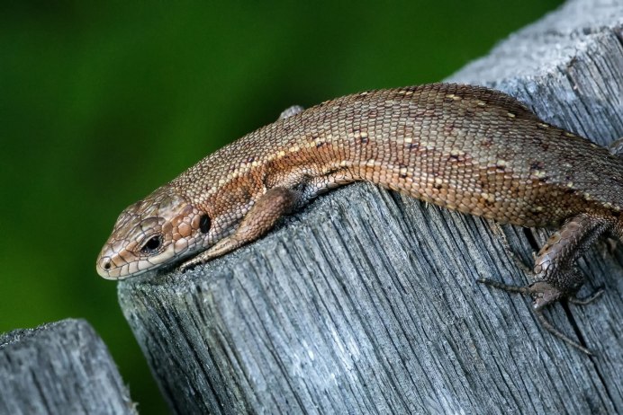 Ящерица Луговая (Lacerta praticola)