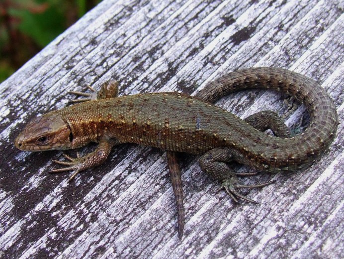Живородящая ящерица (Lacerta vivipara)