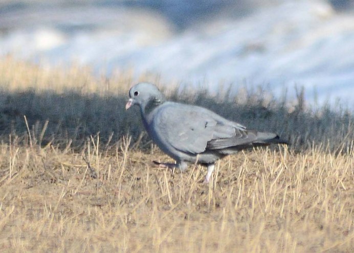 Клинтух (Columba Oenas)