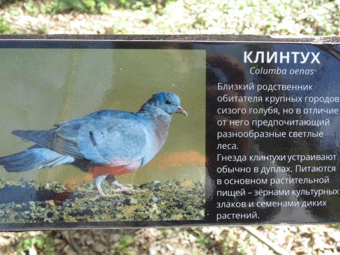 Клинтух птенец