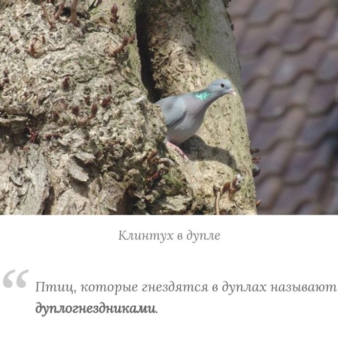 Дикий голубь Горлица обыкновенная