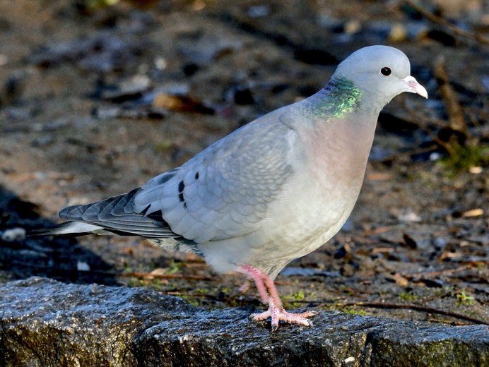 Клинтух (Columba Oenas)