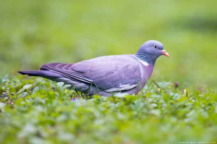 Columba Livia