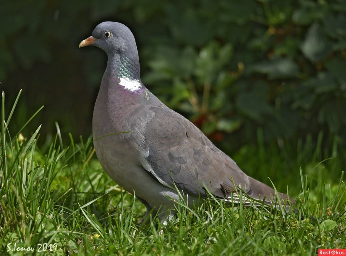 Клинтух (Columba Oenas)