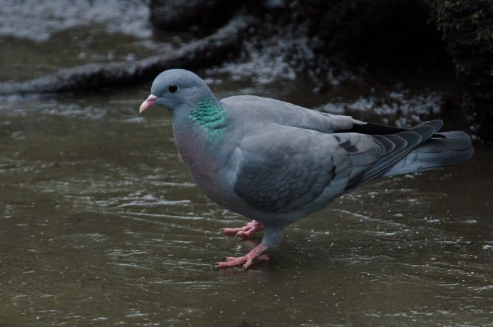 Клинтух (Columba Oenas)