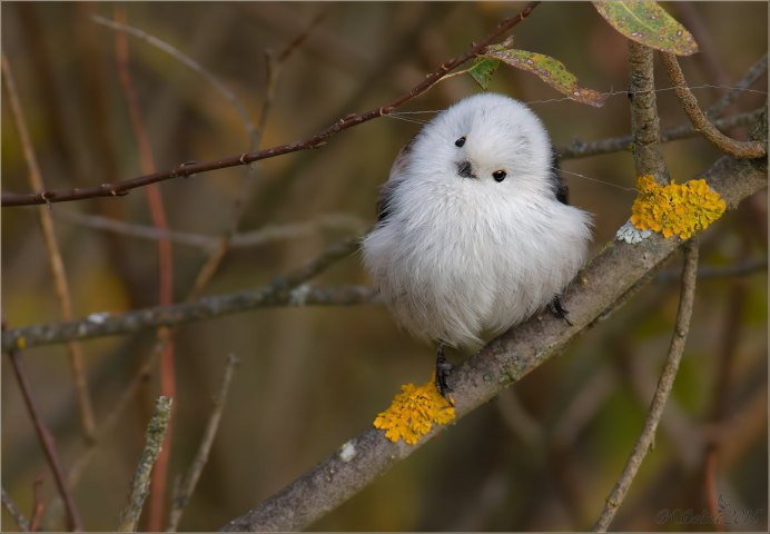 Усатая синица круглая