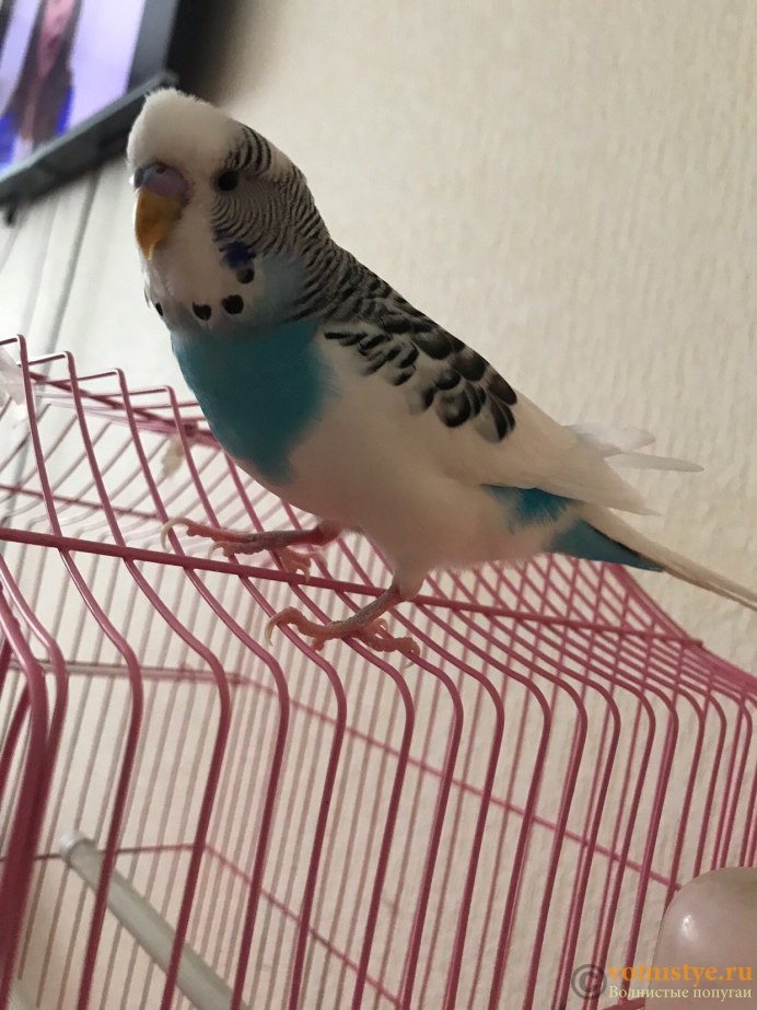 Волнистый попугай Budgie