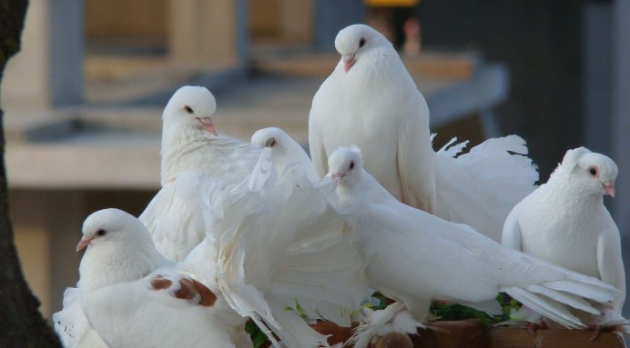 Fantail голубь