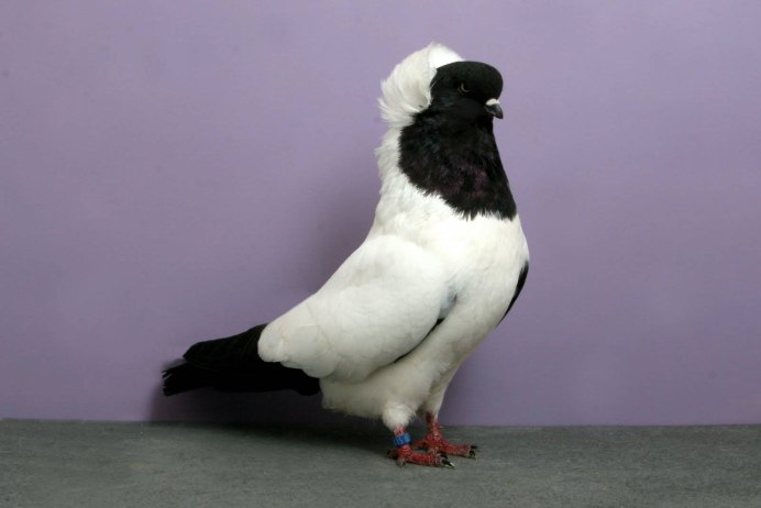 Frillback Pigeon