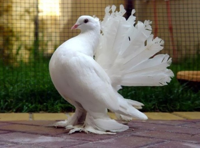 Frillback Pigeon