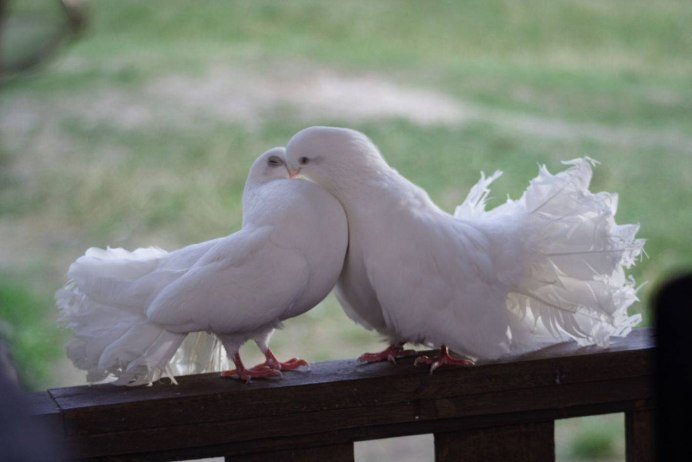 Frillback Pigeon порода голубей