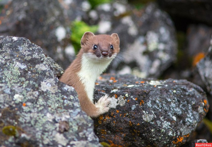 Горностай (Mustela erminea)