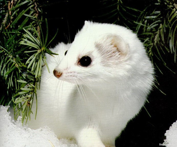 Ласка хорек куница