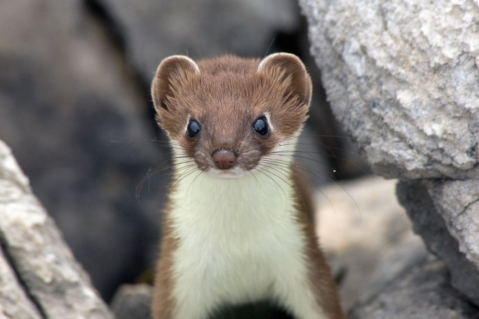 Горностай (Mustela erminea)