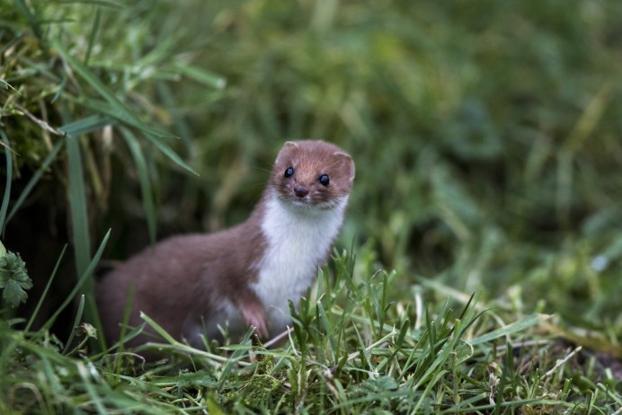 Горностай (Mustela erminea)