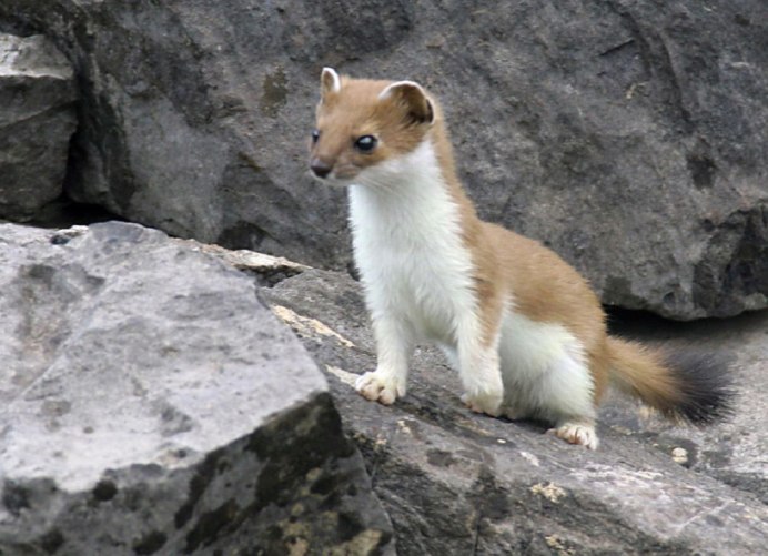 Горностай (Mustela erminea)