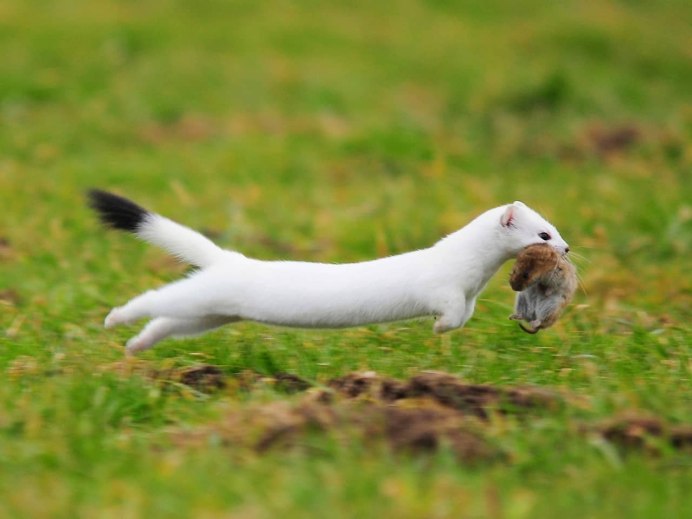 Mustela nivalis