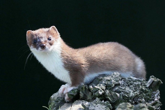 Горноста́й (лат. Mustela erminea)