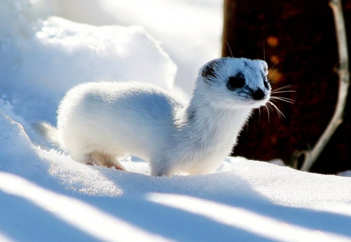 Горностай (Mustela erminea)