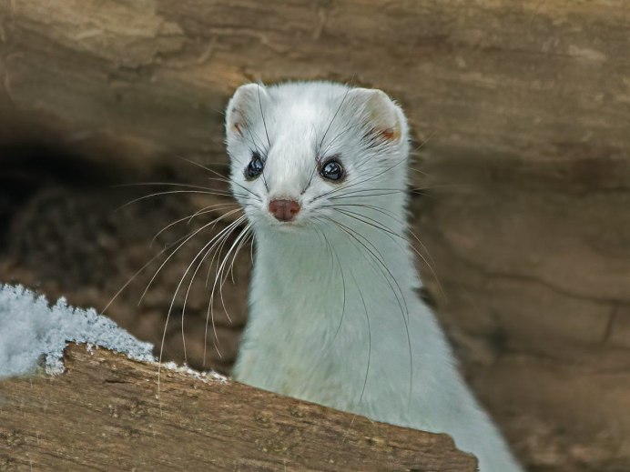 Горностай (Mustela erminea)