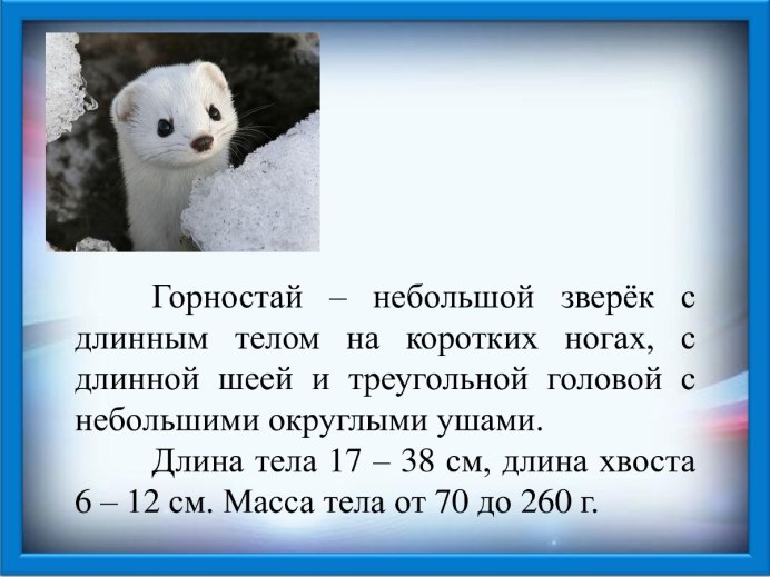 Магаданский заповедник. Горностай