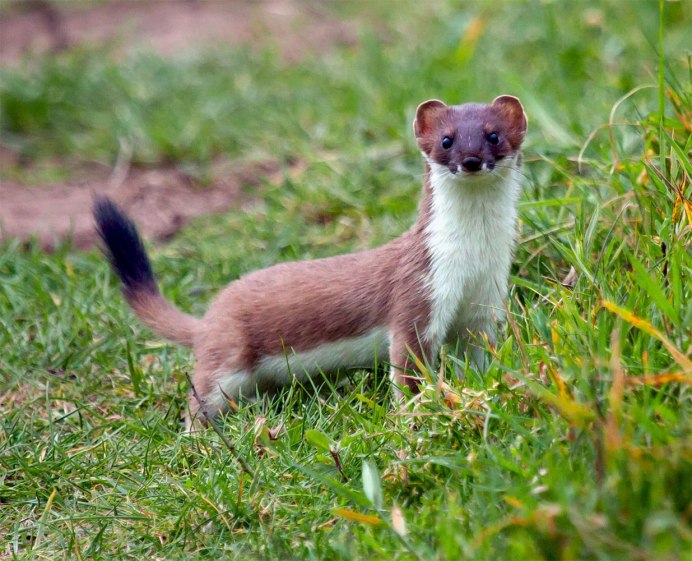 Горностай (Mustela erminea)