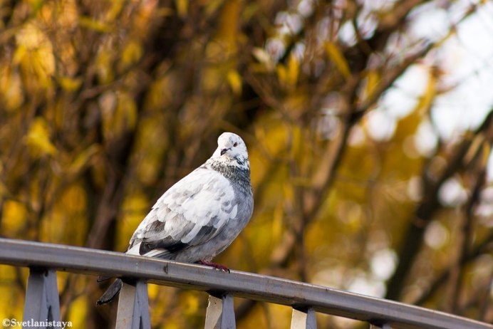 Голубь осень