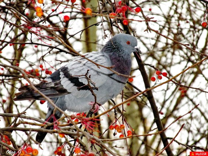 Голубь на ветке осень