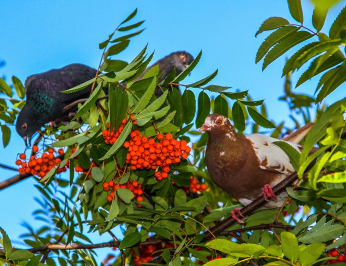 Голубь осень