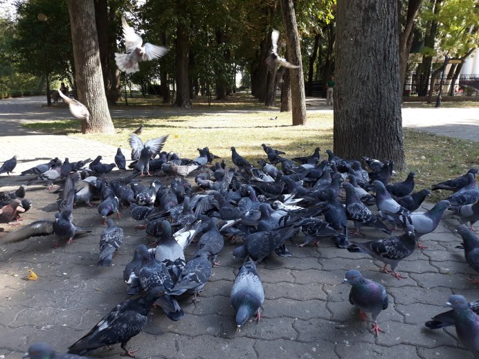 Черный голубь Columba janthina