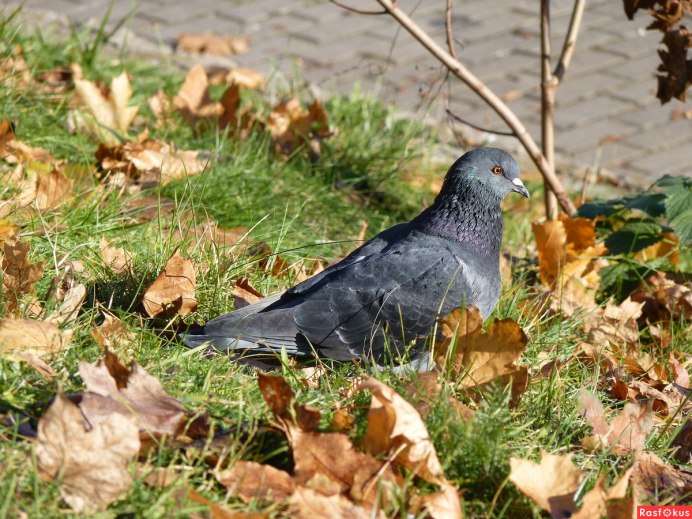 Голубь осенью