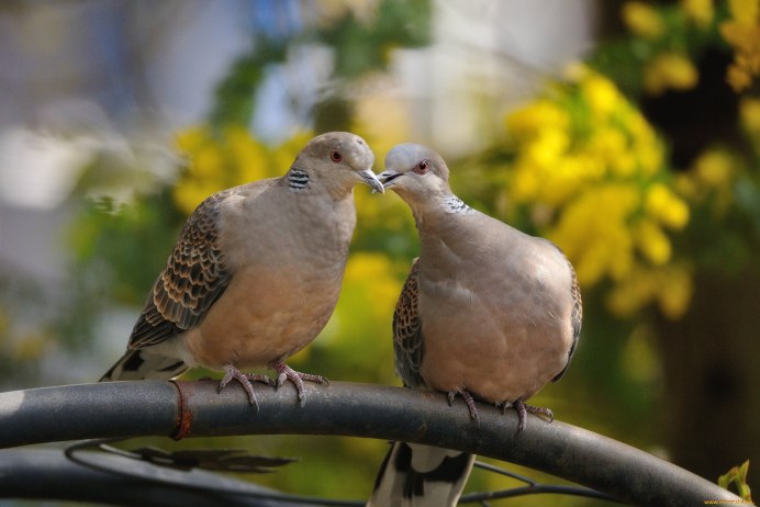 Голуби в парках