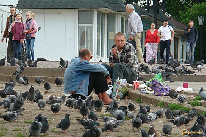 Голый голубь