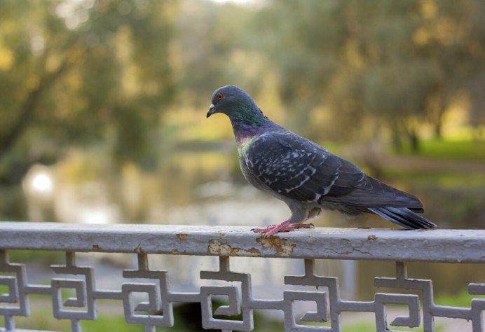 Птицы в городе летом
