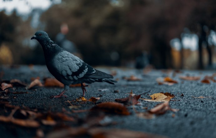 Голуби в осеннем парке фото