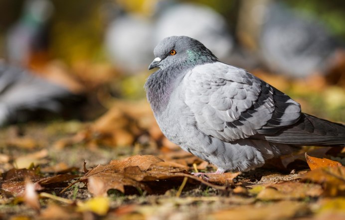 Голуби обои