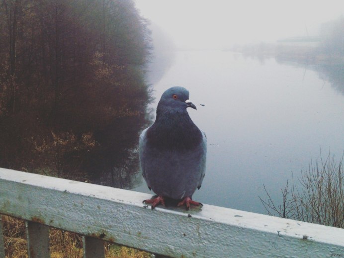 Наблюдение за голубями