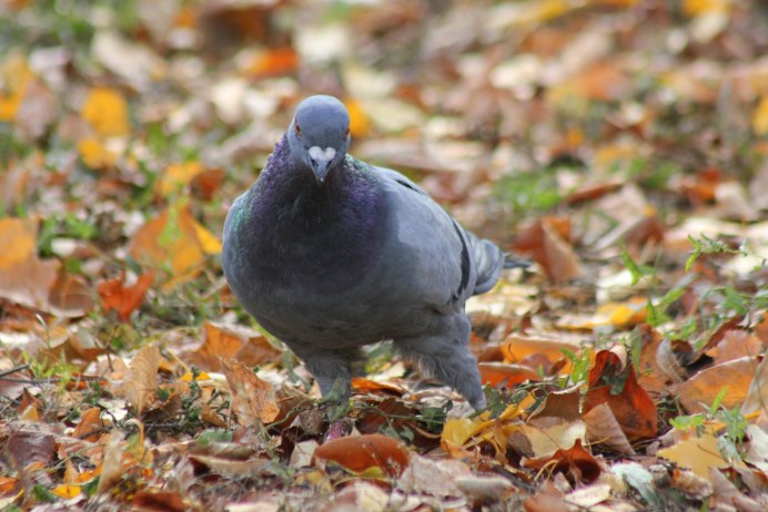 Картинки красивые осень и голуби