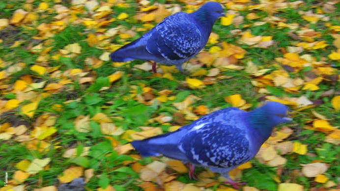 Прохладная осень голуби