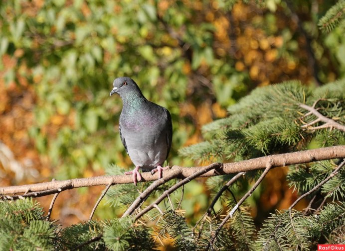 Голубь курлык курлык