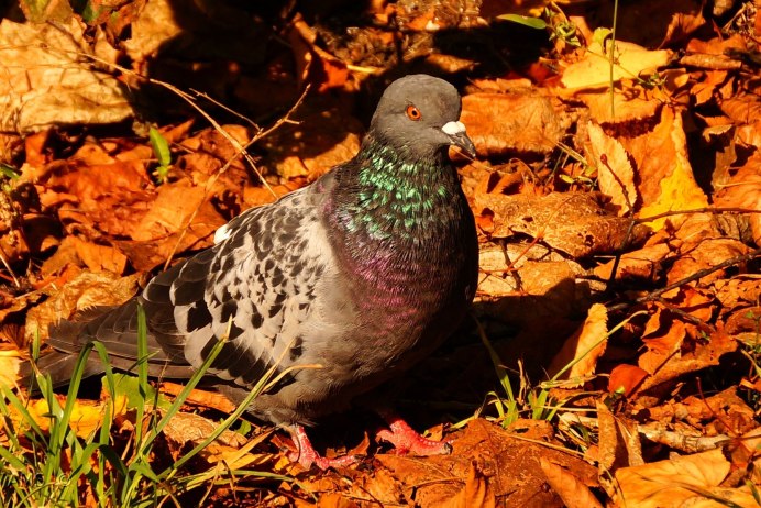 Осенняя птица Псков