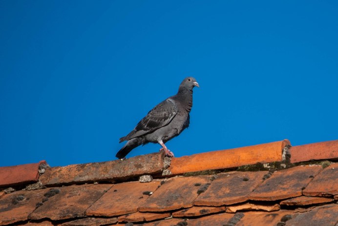 Птицы над храмом