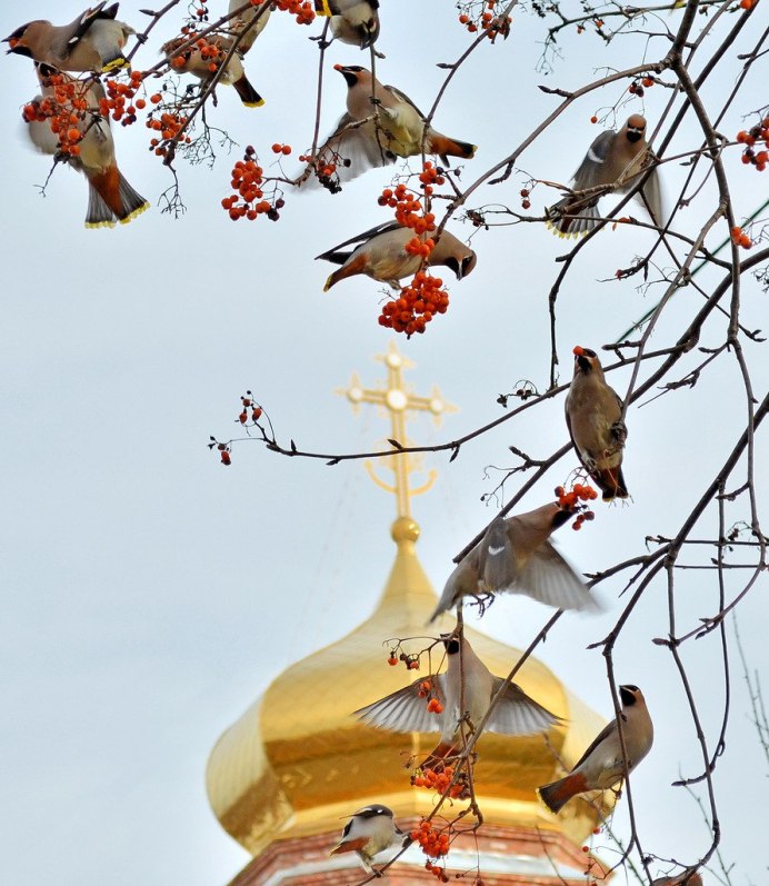 Белоснежные птицы