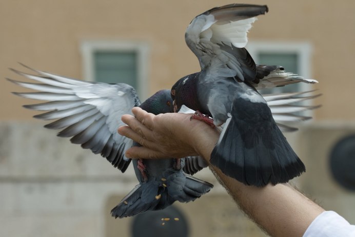 Голубка осенью