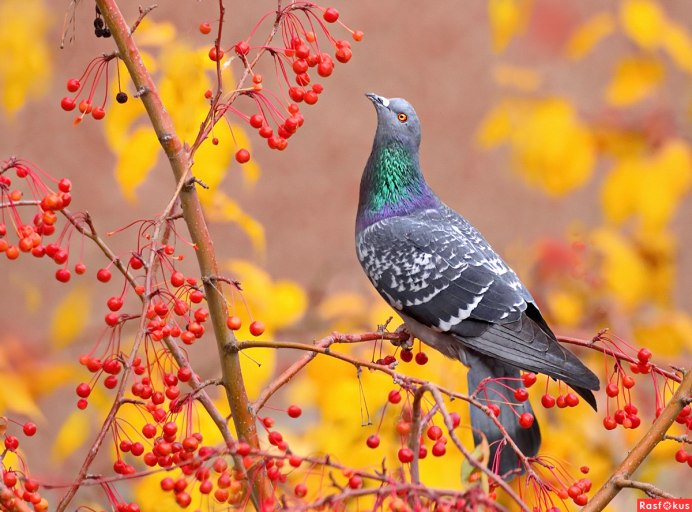 Городской голубь