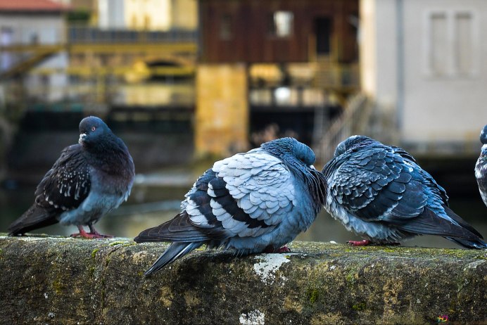 Дикие голуби Горлинка