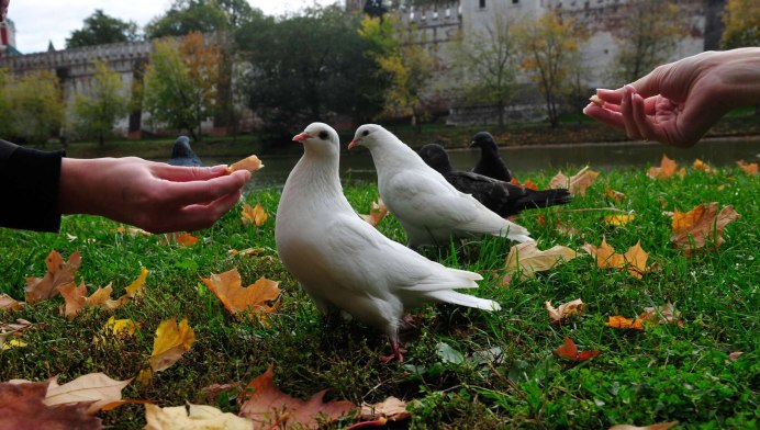 Будапештский голубь