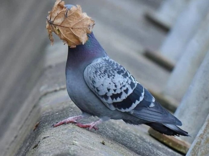 Человек с птичкой