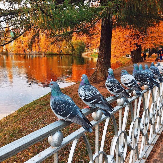 Арка с птицами