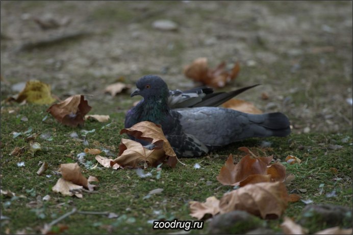 Голуби в цветах